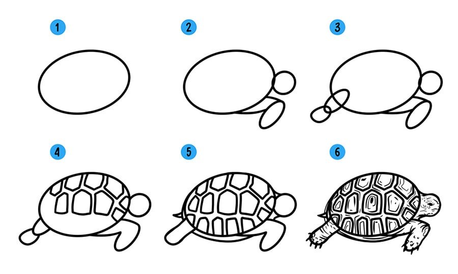 Comment dessiner une tortue de mer ?