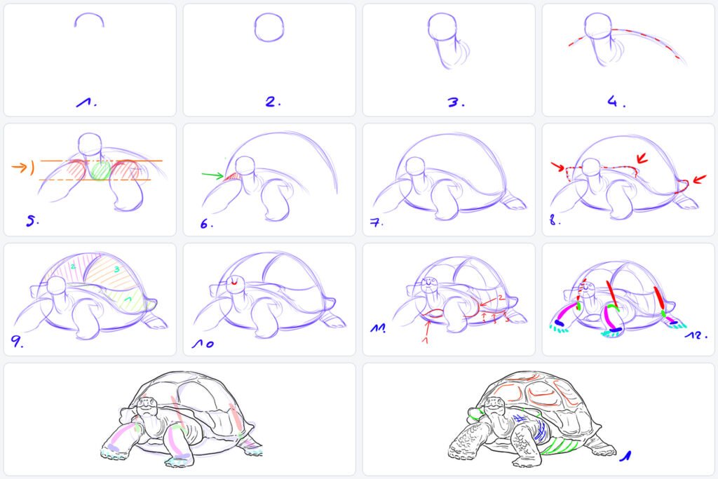 Comment dessiner une tortue étape par étape ?